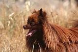SPITZ ALLEMAND 508